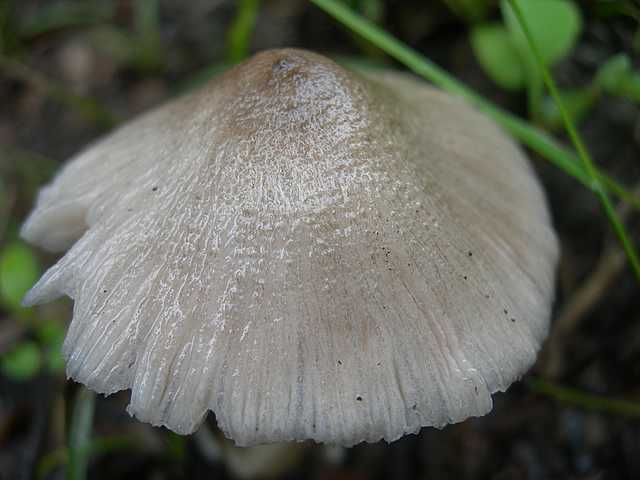 Volvariella spec.